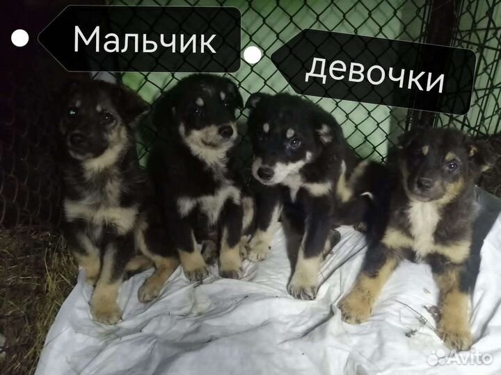 Отдадим в добрые руки щенков