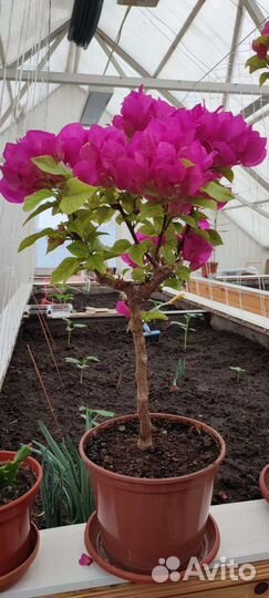 Бугенвиллея