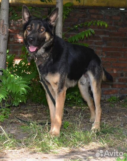 Мирон в поисках дома