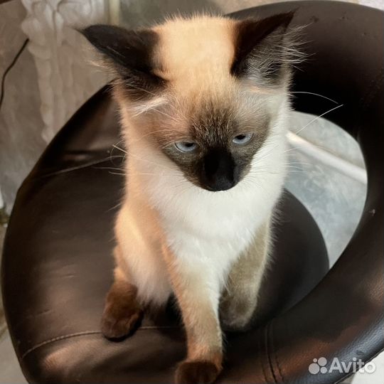 Отдам сиамского котёнка в хорошие руки