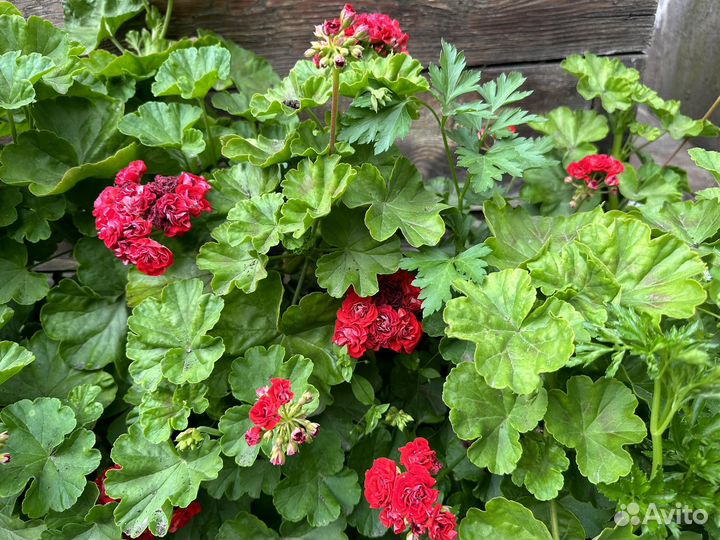 Пеларгония герань розебудная