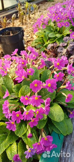 Многолетние растения для сада