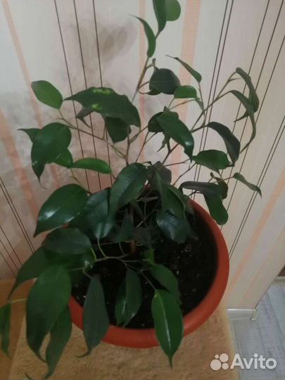 Фикус бенджамина