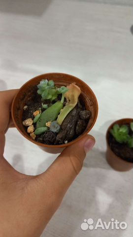 Суккуленты