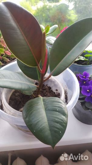 Цветы домашние и садовые