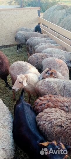 Овцы-бараны ягнята