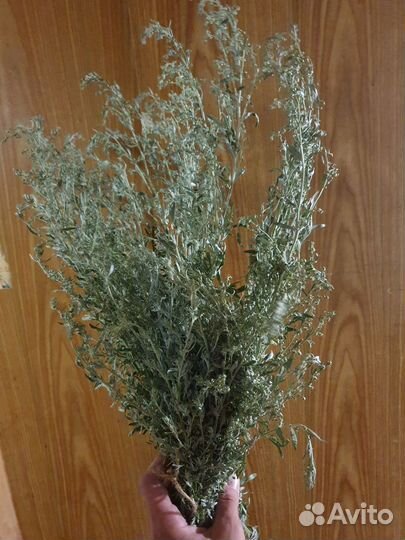 Полынь горькая