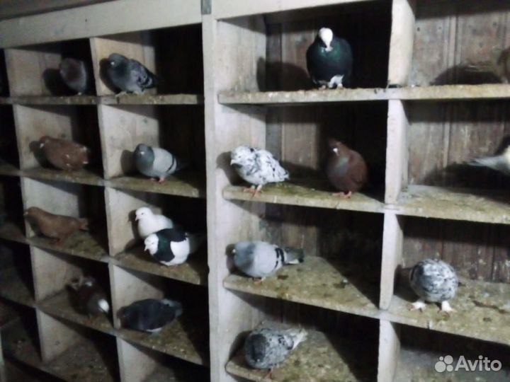 Продажа голубей