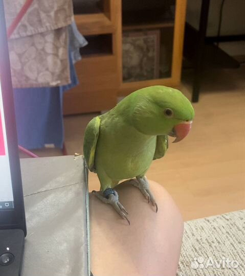 Ожереловый попугай выкормыш