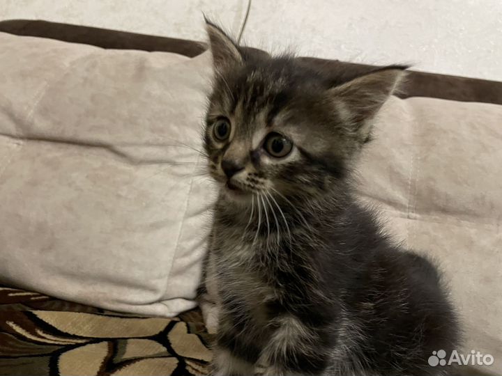 Котик