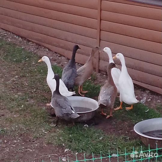 Утки индийский бегунок