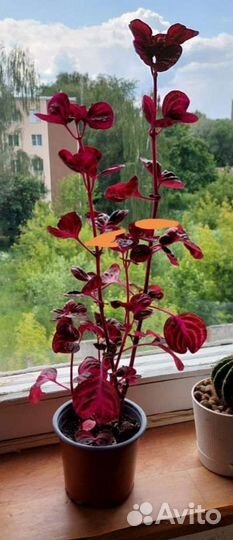 Эсхинантус. Кордилина. Ирезине. Сциндапсус