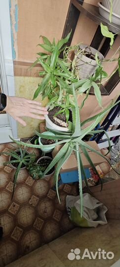 Алоэ вера 7 лет, лечебный