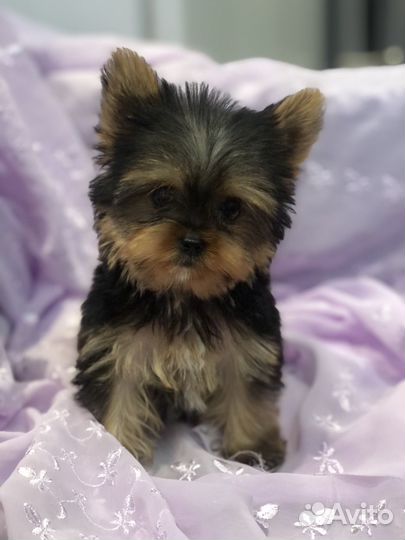 Йоркширский терьер