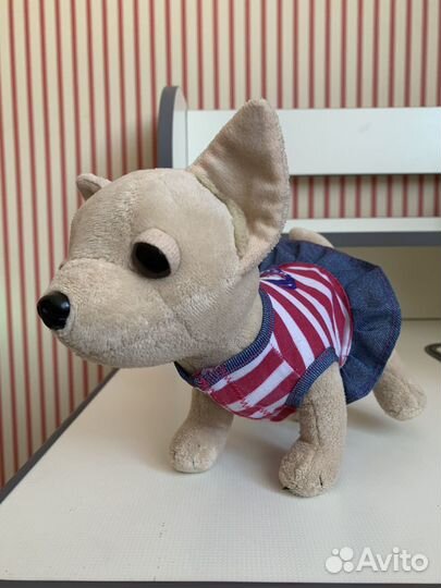 Питомец Собака чичилав chi chi love