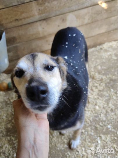 Нежный,ласковый Сэм из приюта мечтает о доме