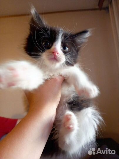 Кошка 2 мес