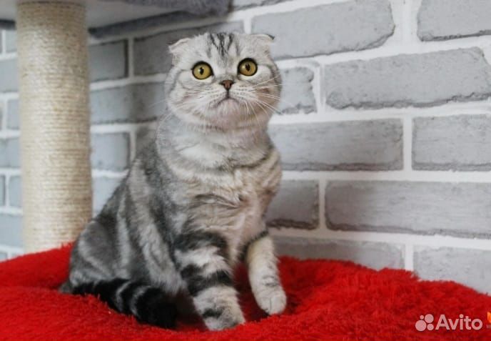 Кошка Skottish Fold