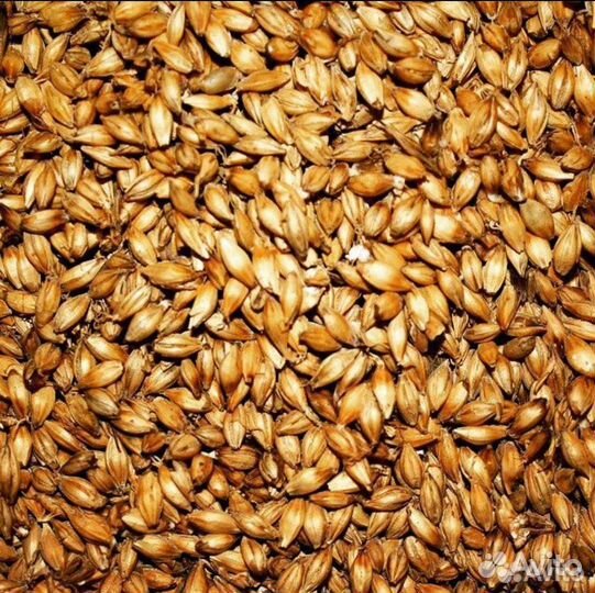 Солод Пшеничный