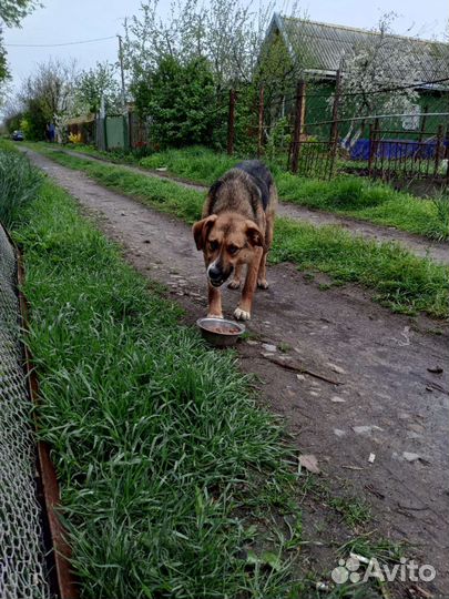 Собака в добрые руки