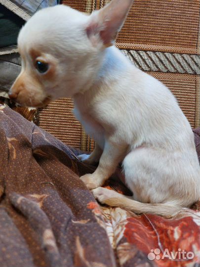 Щенки тойтерьера