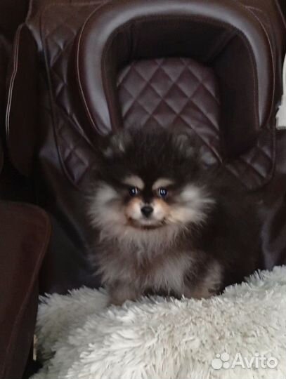 Щенки померанского шпица медвежьего типа