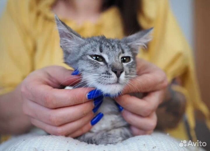 Котенок Ёжик в добрые руки, 3 месяца