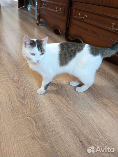 Кошка в дар бесплатно