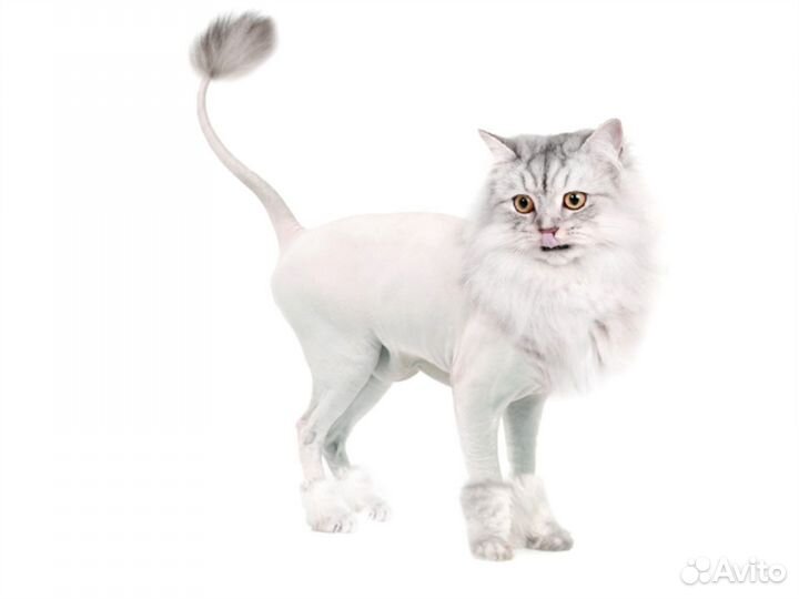 Машинка для стрижки животных Moser