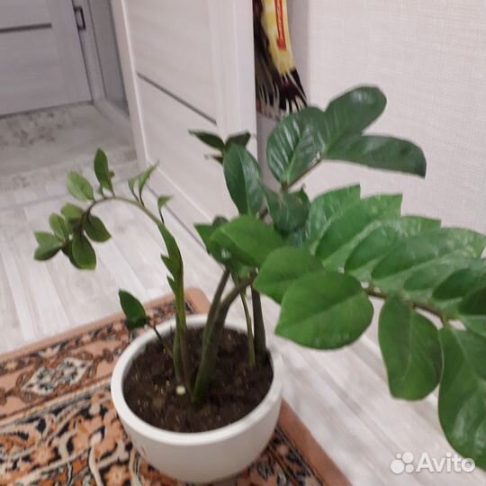 Цветы домашние в горшках