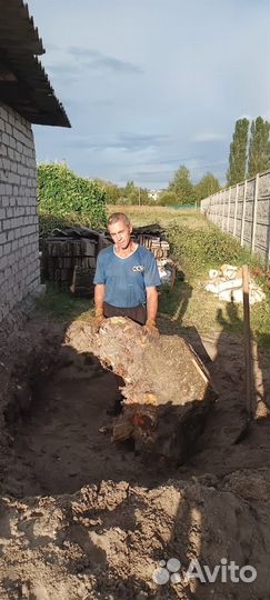 Спил и удаление деревьев