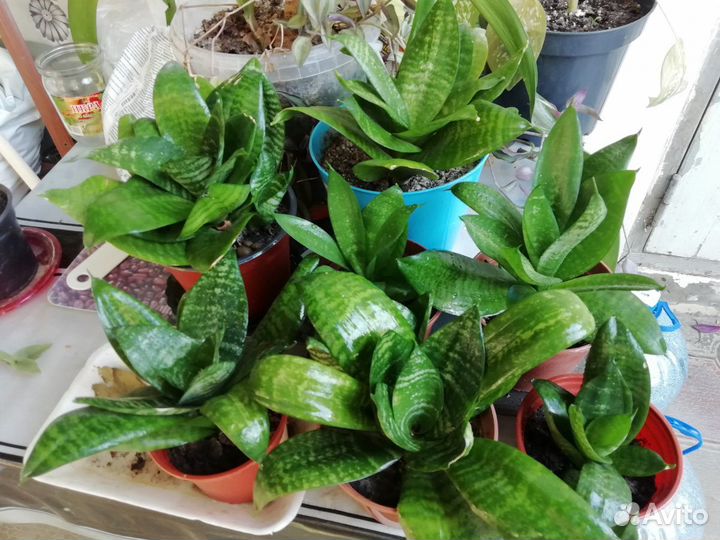 Сансевиерия Ханни