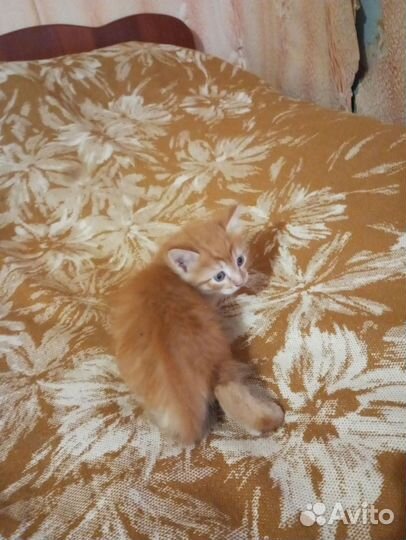 Кот