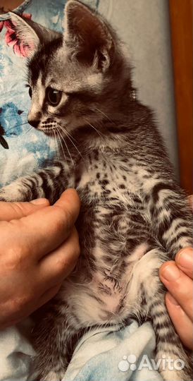 Кошка в дар бесплатно