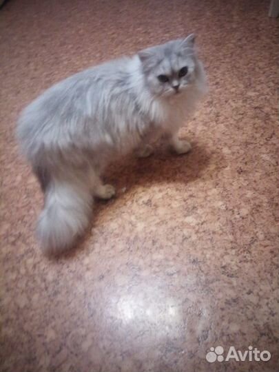 Персидский кот