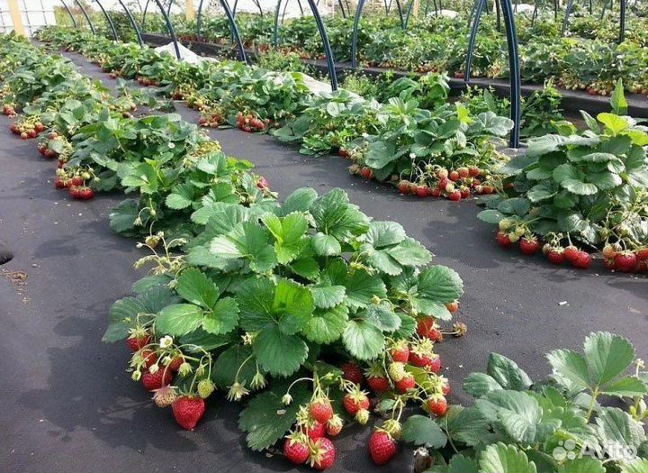 Клубника свежая - предзаказ Ягода