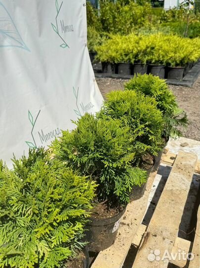 Туи, Туя Даника