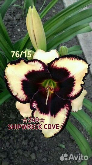 Лилейники сортовые Махровые