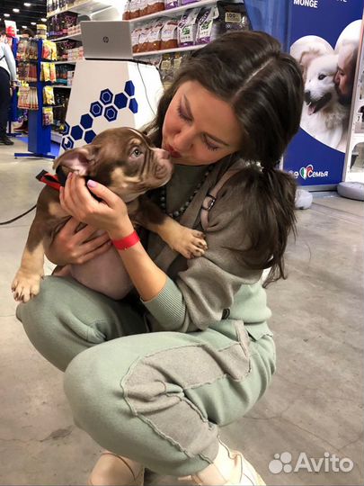 Зооняня, выгул, передержка