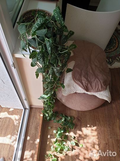 Сциндапсус Пиктус