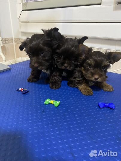 Шоколадные мальчики