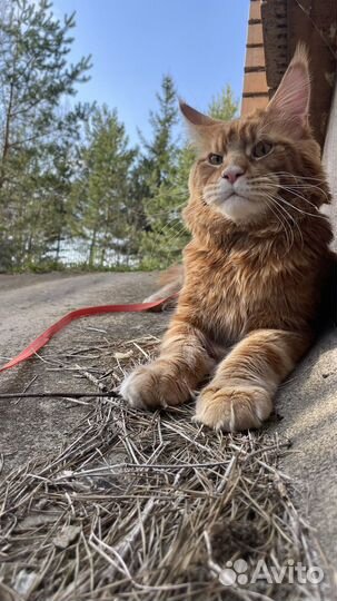 Мейкун вязка