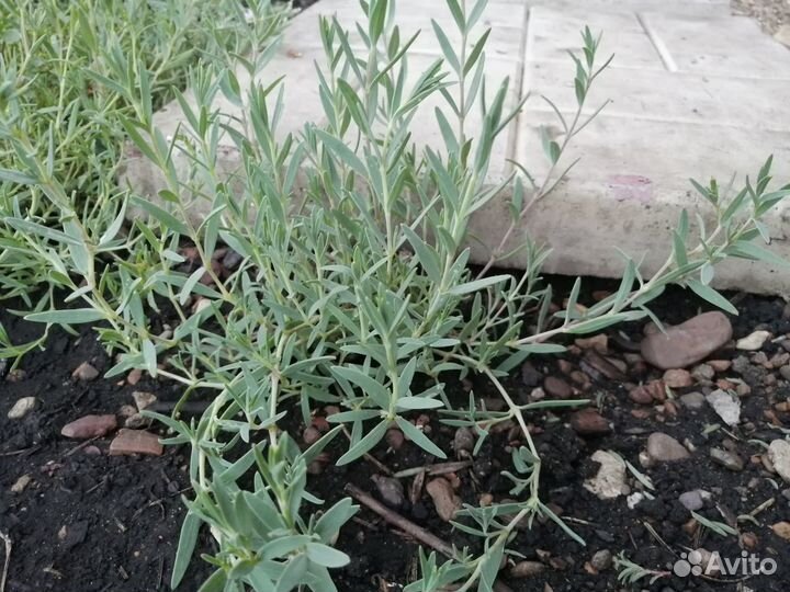 Гипсофила ползучая розовая