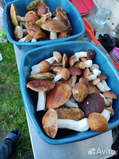 Белые грибы. свежие, замороженные и сушеные