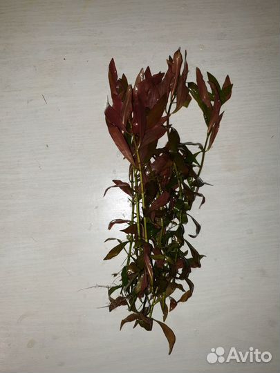 Аквариумные растения