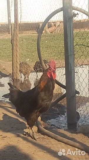 Молодые петухи