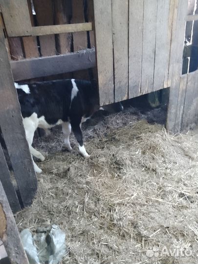 Продам бычка