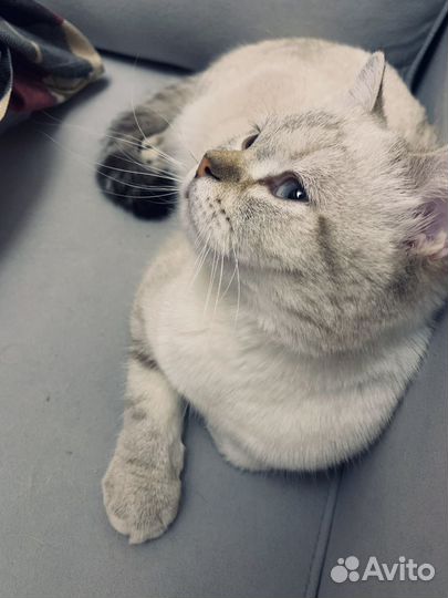 Шотландская кошка