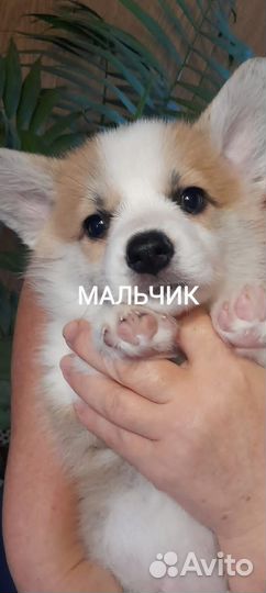 Вельш-корги пемброк