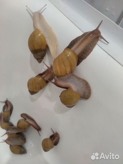 Улитки Ахатины